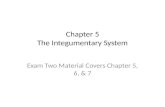 Chapter  5 The  Integumentary  System