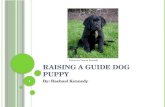 Raising a Guide Dog Puppy