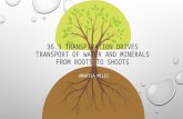 36.3 Transpiration drives transport of water and minerals from roots to shoots