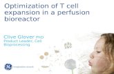 Optimization of T cell expansion in a perfusion bioreactor