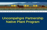 Uncompahgre Partnership Native Plant Program