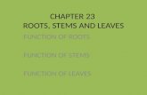 CHAPTER 23  ROOTS, STEMS AND LEAVES