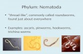 Phylum:  Nematoda