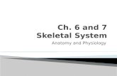 Ch. 6 and 7 Skeletal System