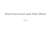 Plant Hormones and Their Effect