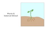 Plants & External Stimuli