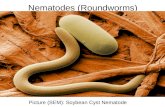 Nematodes (Roundworms)