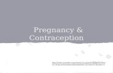 Pregnancy & Contraception