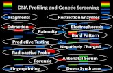 DNA Profiling and Genetic Screening