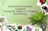 Horticulture Science Lesson 55 Caring for Fresh Cut Flowers and Foliage