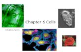 Chapter 6 Cells