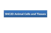 SNC2D Animal Cells and Tissues