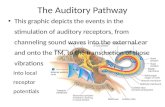 The  Auditory Pathway