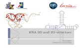 RNA 3D and 2D structure