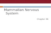 Mammalian Nervous System Chapter 46