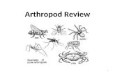 Arthropod Review