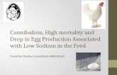Cannibalism, High mortality and Drop in Egg Production Associated with Low Sodium in the Feed