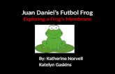 Juan Daniel’s  Futbol  Frog Exploring a Frog’s Membrane