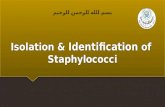 Isolation  &  Identification  of  Staphylococci