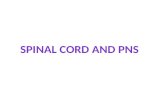 Spinal Cord and PNS