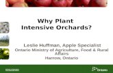 Why Plant  Intensive Orchards?