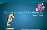 Aquaculture of Seahorses