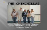 The Chinchillas