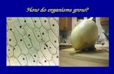 How do organisms grow?