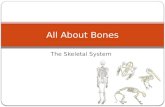 All About Bones
