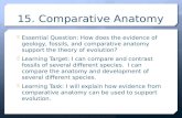 15. Comparative Anatomy