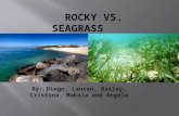Rocky vs .  Seagrass