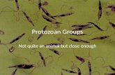 Protozoan Groups