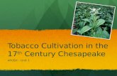 Tobacco Cultivation in the 17 th  Century Chesapeake