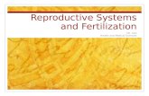 Reproductive Systems and Fertilization
