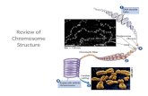 Review of Chromosome Structure