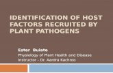 Identification of host factors recruited  by plant  pathogens