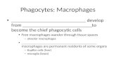 Phagocytes: Macrophages
