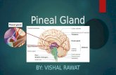 Esoteric Role of the  Pineal Gland