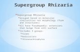 Supergroup Rhizaria Grouped based on molecular similarities not morphology (form and structures)