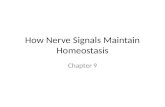 How Nerve Signals Maintain Homeostasis