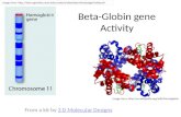 Beta-Globin gene Activity