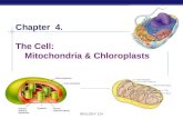 Chapter  4. The Cell:  Mitochondria & Chloroplasts
