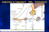 Important or Imposter?    HDL - Cholesterol
