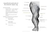 Superficial Landmarks of the Anterior Upper Leg