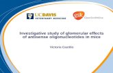 Investigative study of glomerular effects of antisense oligonucleotides in mice