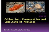 Collection, Preservation and Labelling of Molluscs