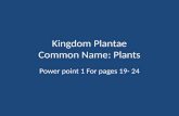 Kingdom Plantae Common Name: Plants