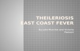 Theileriosis East Coast Fever