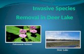 Invasive Species Removal in Deer Lake