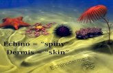 Echino  = “spiny” Dermis = “skin”